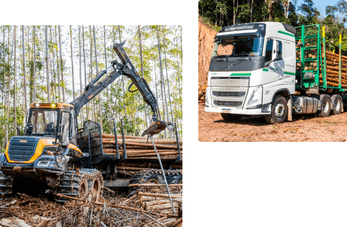 Inovação e excelência em soluções florestais